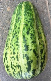 Kínai zöldcsíkos sárgadinnye, Cucumis melo, dinnye, sárgadinnye